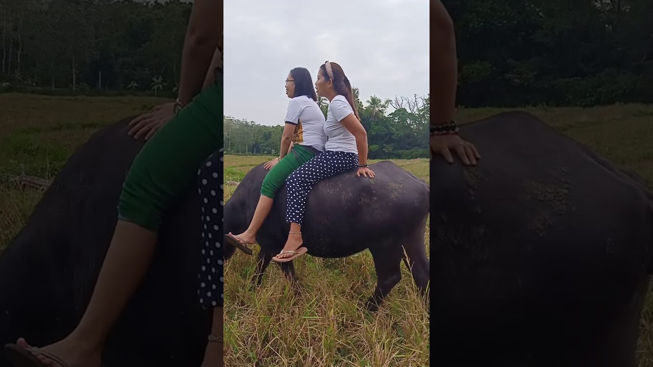 How to ride a carabao😂🤣 - YouTube