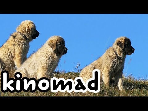 Shepherd Dogs vs Wolf - Волкодав, реальный - YouTube