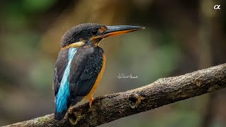 Malay blue-banded kingfisher (4K) female