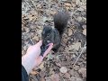 Helping A Friend In Need (Squirrel)