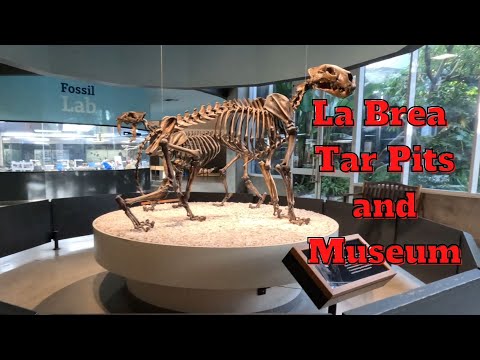 Do you like animals?