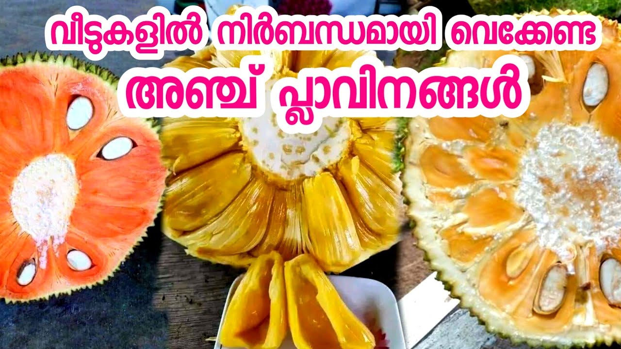 നിർബന്ധമായും വെക്കേണ്ട 5 പ്ലാവിനങ്ങൾ|plavu krishi Malayayalm|jack fruit Malayayalm