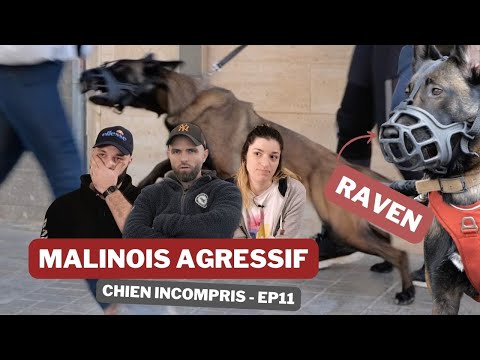 Vidéo: Quelles sont les causes de ronflement de chien?