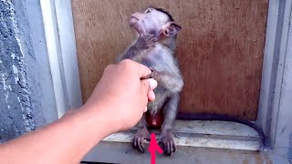 Bibi Monyet lucu.....