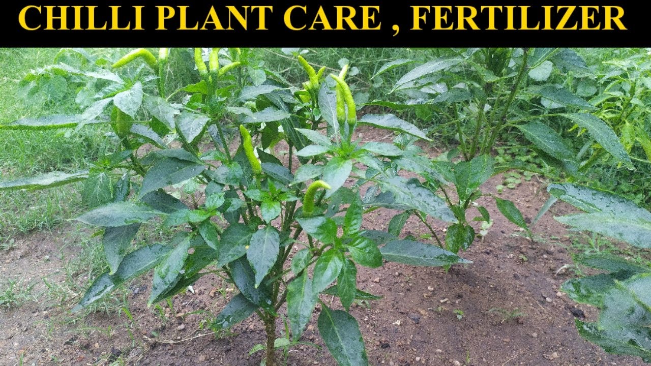 Fertilizer for chilli plants Banana Peel fertilizer chilli plant