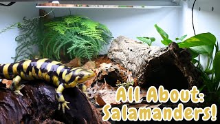 Tiger Salamander Facts | Discover the World of Tiger Salamanders - Amazing Facts &amp; Enclosure Setup