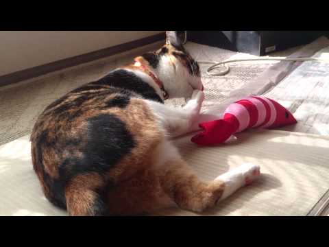 三毛猫伽羅 朝からイライラ解消