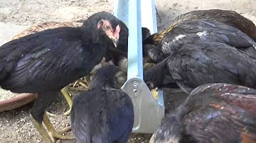 Qaib Hu Plig Thiab Qaib Tua Noj . By .ytv