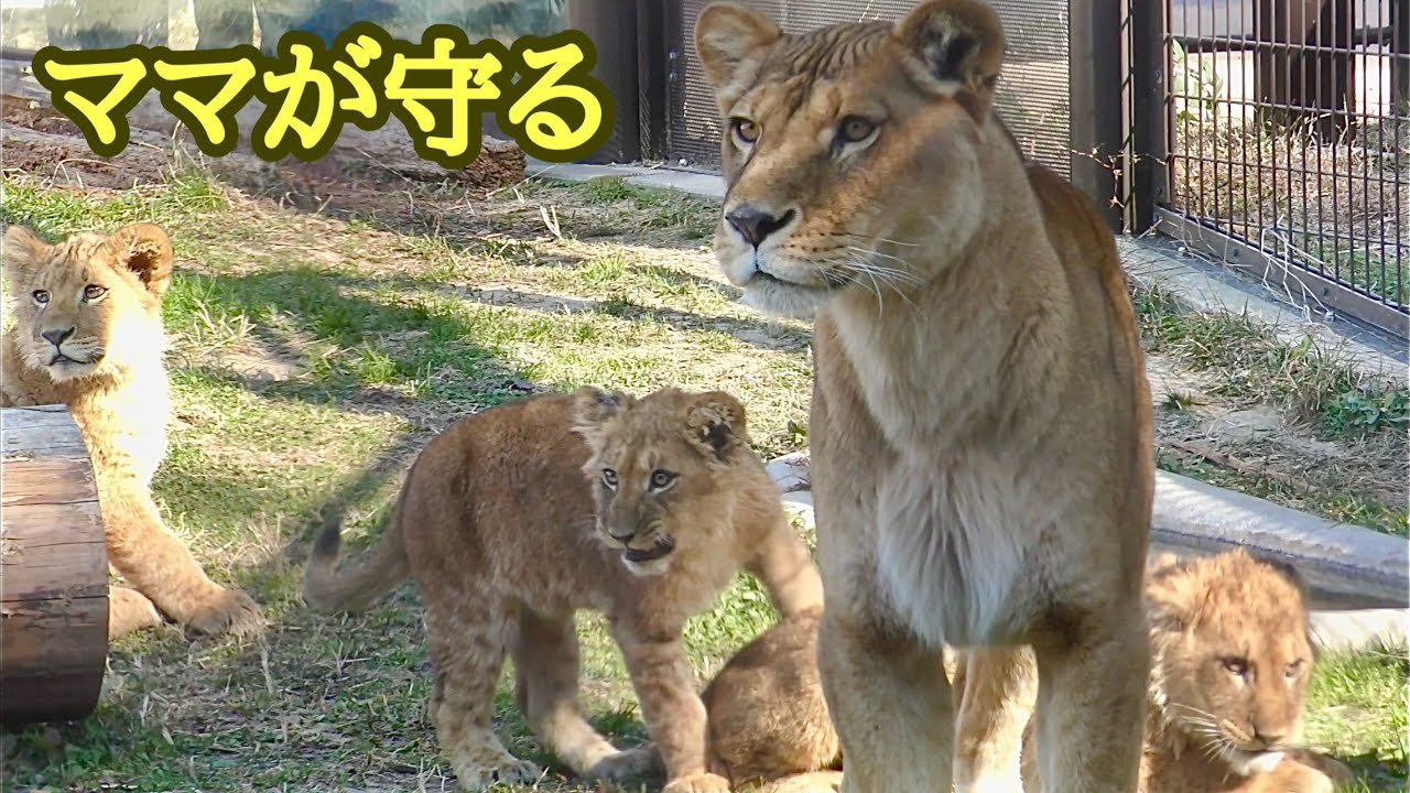 シルクママとデンアルベガ　いつだってママが守ります【のんほいパーク】Lion Silk Den Al Vega Toyohashi Zoo 