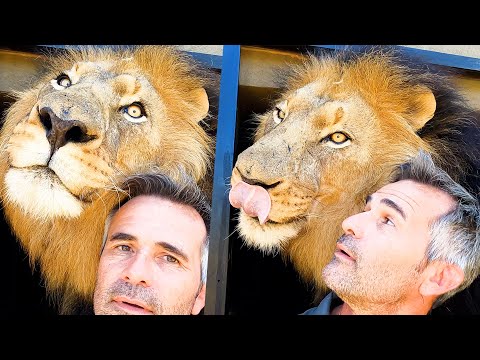 أحب هذه الأسود كثير ا همس الأسود