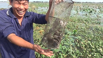 ĐẶC LỢP ẾCH MÙA NƯỚC RÚT KẾT QUẢ KHỦNG HOẢNG - TT975