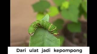 Dari Ulat Jadi Kepompong