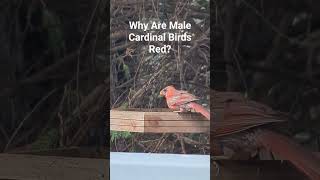 cardinal bird birder nature backyard outdoors fyp positivevibes