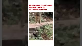 Kamu pusing? Datang aja ke pendakian gunung slamet via baturraden lestari