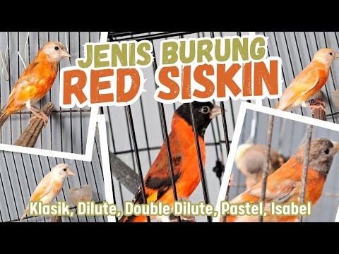 🔴#7 Redsiskin bird singing very beautifull sound || make your canary very impresif‼️