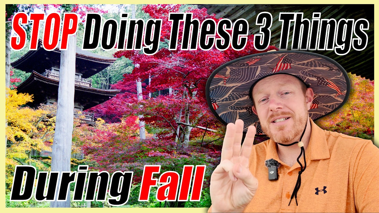 3 Japanese Maple Tips For the FALL MrMaple.com - YouTube