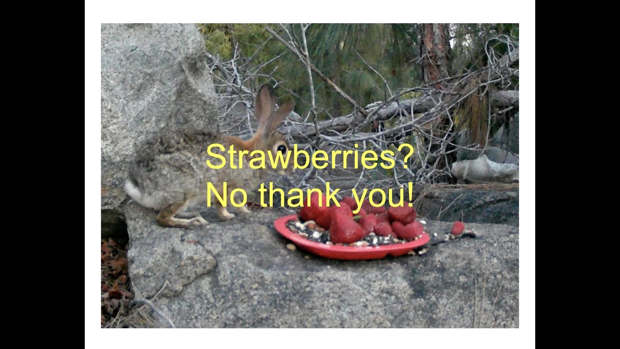 Rabbit and Rat Don't like Strawberries YouTube