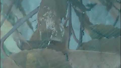 Fractal Space Gameplay Walkthrough Bonus