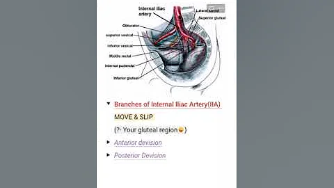 Mnemonic: Branches Of Internal Iliac Artery #mnemonics