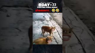 Cheeta Hi Kehde Cat Meme