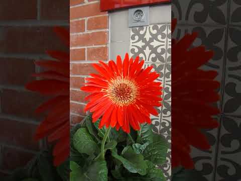 Une gerbera (plante
