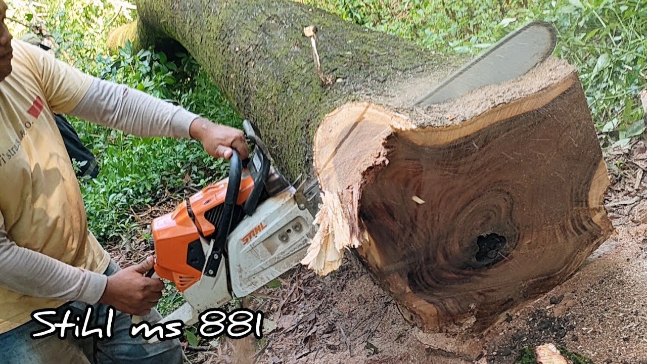 Cheap wood beautiful motifs !! Stihl ms 881, Cut down the trembesi tree ...