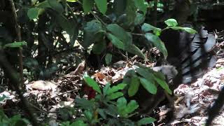 Australian Brush turkey