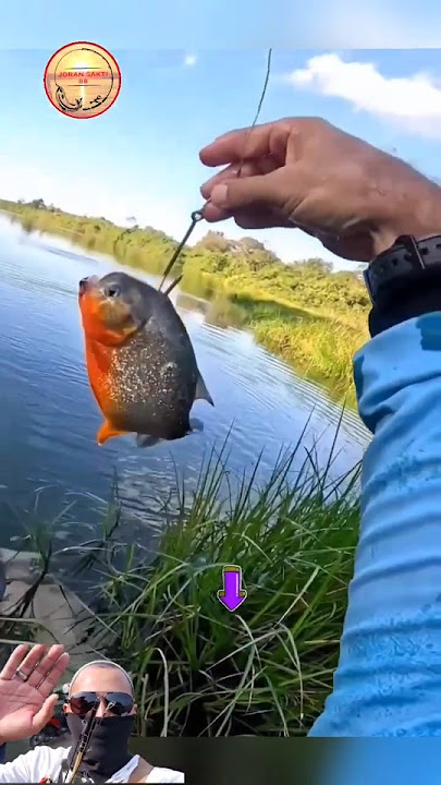 MANCING MANIA | UMPAN BESAR HASIL JUGA BESAR #shortvideo #fishing #mancing