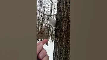 Не все слышали как поёт поползень / Not everyone has heard how the nuthatch sings