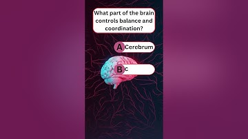 What Part of the Brain Controls Balance and Coordination? | Brain Function Explained