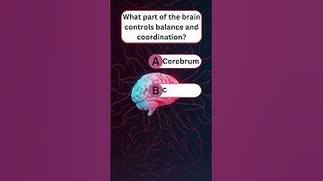 What Part of the Brain Controls Balance and Coordination? | Brain Function Explained