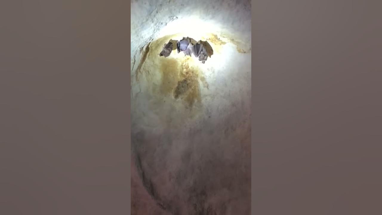 Bat Cave Varadero, Cuba. May/June 2017 Things to Do & See YouTube