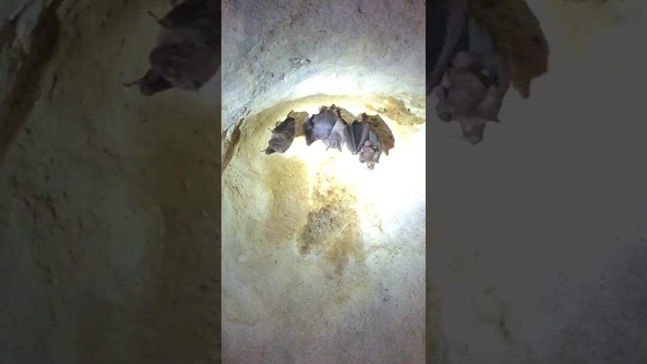 Bat Cave Varadero, Cuba. May/June 2017 Things to Do & See YouTube