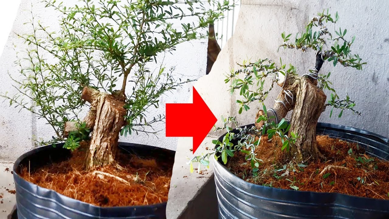 Kỹ thuật cắt và tạo dáng bonsai YouTube