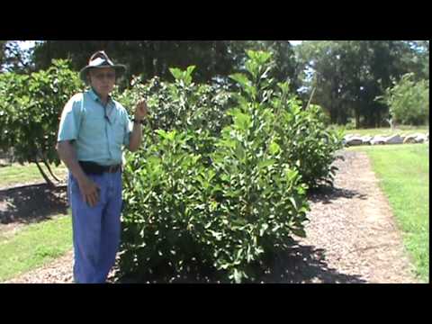 Dr. Arlie Powell - Alma Fig