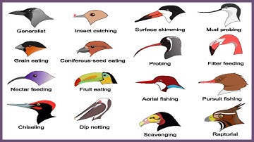 SCIENCE Chapter 5 Birds-Beaks and claws part 1-BPDAV CLASS 4