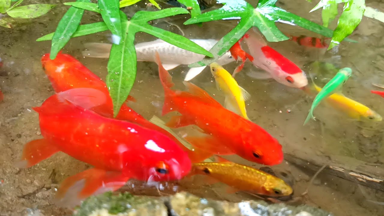 I Caught the Most Colorful Fish in This Pond! 😱