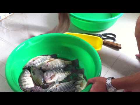 Video: Cách Làm Sạch Cá Rô