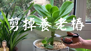 多肉|如何養好多肉，多肉如何養成老樁|多肉養護最容易犯的錯|葉片都掉了因為做了這一步驟|花花世界
