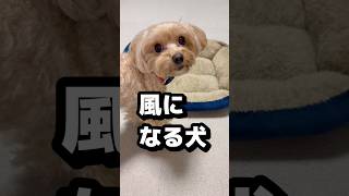 斬新なおもちゃの遊び方な犬　#shorts #トイプードル #マルチーズ #マルプー #可愛い