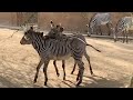 Grevy Zebra 🦓 brother and sister　グレビーシマウマ　姉弟と家族　 Los angels zoo