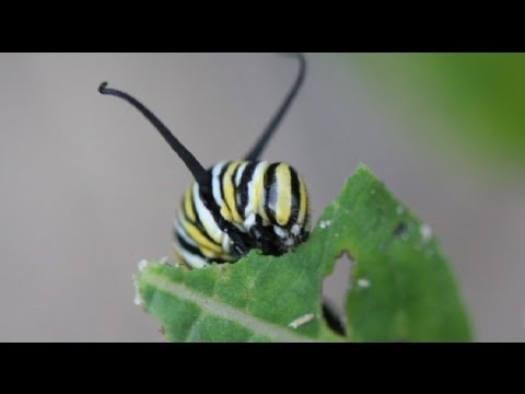 Video: Wat Is De Beroemde Monarchvlinder?