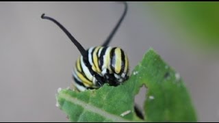 Life Cycle of the Monarch Butterfly