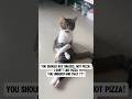 Funny and Cute Cats 😍 #shorts #adorable #cat