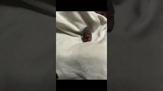 This Is Lexi She Is So Cute