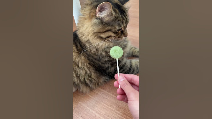 Viral olan kedi köpek lolipopunu deniyorum! #cat #shorts #dog