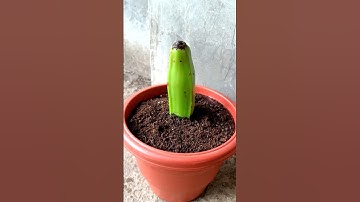 How to grow banana tree frombanana fruit for beginners#Shorts  #youtubeshorts  #growbanana #banana