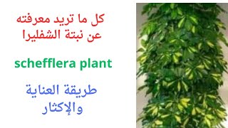 نبتة الشفليرا/schefflera plant/طريقة العناية والإكثار/نباتات الزينة/نباتات داخلية