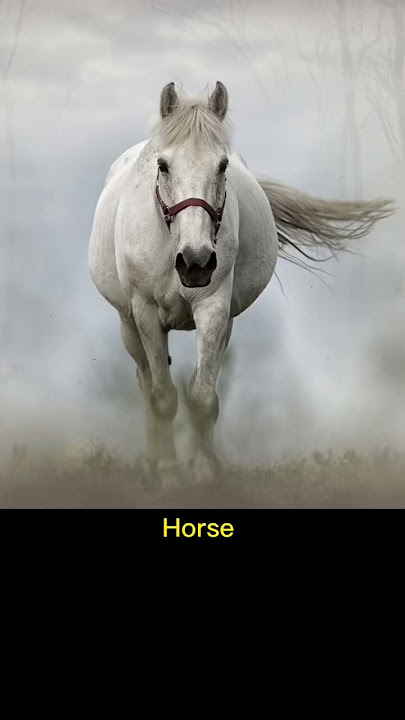 Horse #soundeffect #horse #horsesound #horseriding