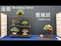 [4K 速報] 第51回 雅風展 小品盆栽フェア